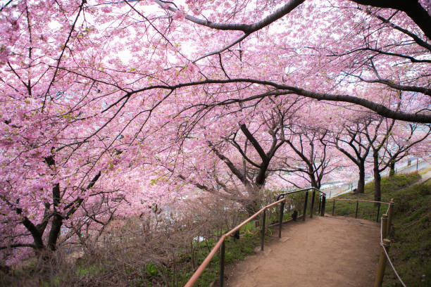 istock sakura cherry blossom festival in japan 1211129921