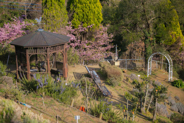 istock sakura cherry blossom festival in japan 1211129957