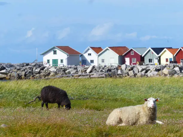 Sheeps and landscapes in the Koster, Sydkoster and Nordkoster islands. Archipielago of Kosterhavets Nationalpark. Stromstad. Bohuslan. Sweden.