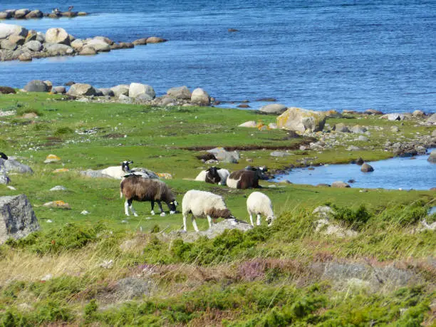 Sheeps and landscapes in the Koster, Sydkoster and Nordkoster islands. Archipielago of Kosterhavets Nationalpark. Stromstad. Bohuslan. Sweden.