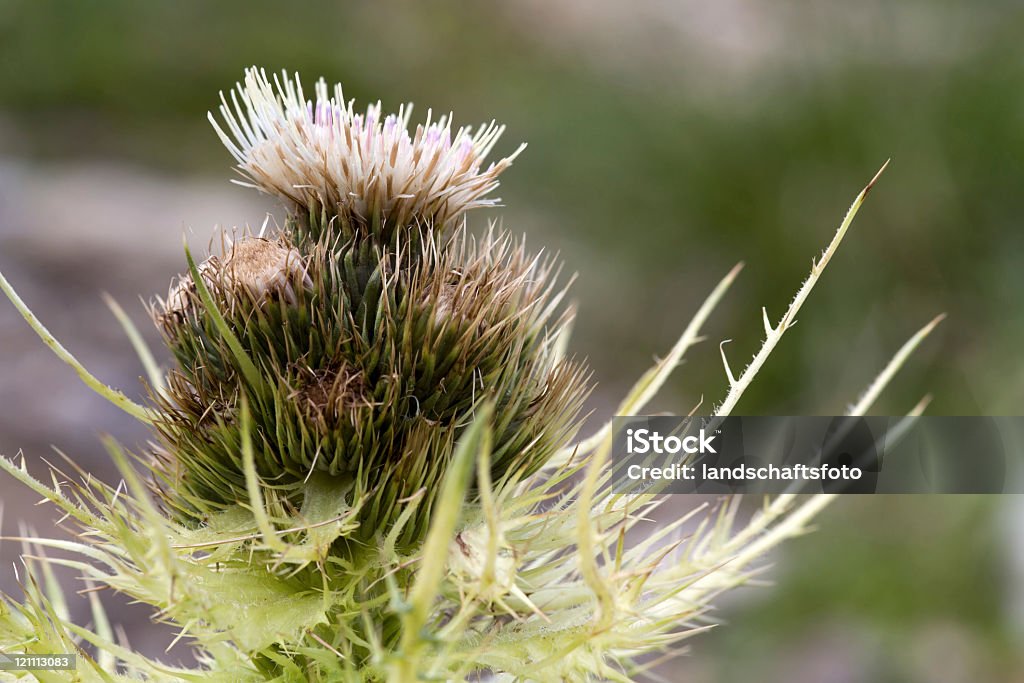 thistle, zbliżenie - Zbiór zdjęć royalty-free (Bez ludzi)