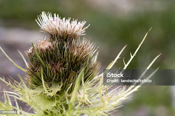 Thistle Zbliżenie - zdjęcia stockowe i więcej obrazów Bez ludzi - Bez ludzi, Ból, Fotografika