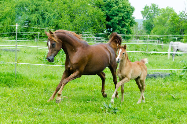 beautiful portrait of a pretty young chestnut foal