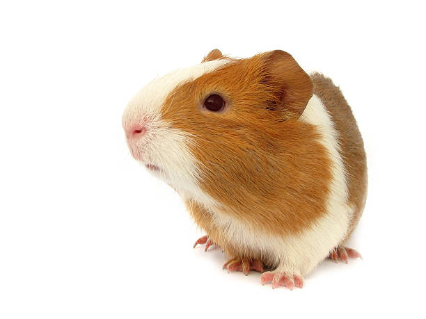 istock A guinea pig crawling on a white background 121113301