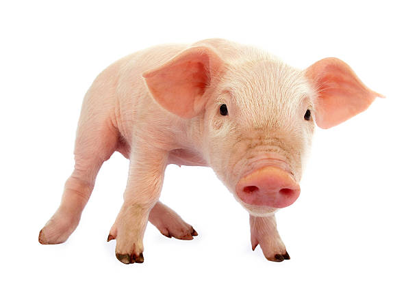 istock Pig baby piglet 121113305