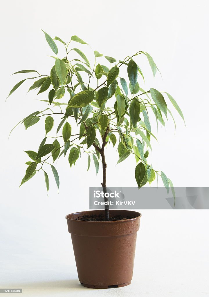 Ficus árbol en flowerpot 2 - Foto de stock de Agua libre de derechos