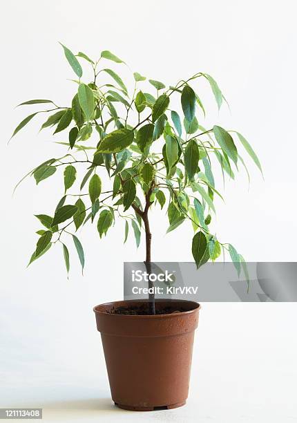 Ficus Tree In Flowerpot 2 Stock Photo - Download Image Now - Art, Art And Craft, Bonsai Tree