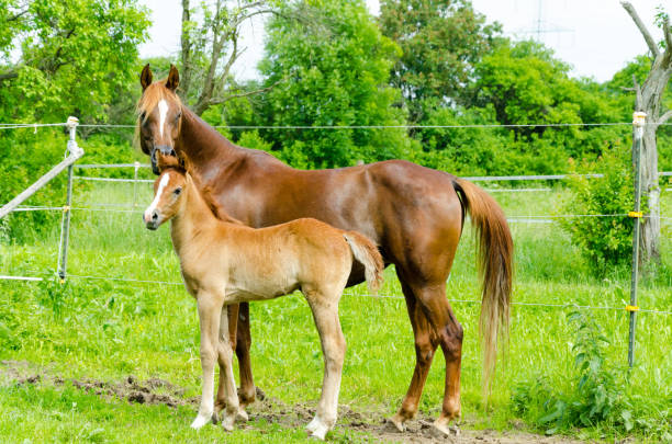 arabian horses - mares with foals move in the herd in the pasture