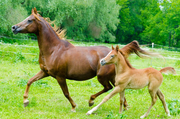 istock arabian horses - mare with foal galloping at the pasture 1211135006