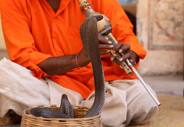 Black cobra snake with snake charmer detail in the background at Djemaa el Fna in Marrakech, Morocco