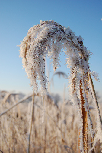 reed with ice crystals, frost crystals on a cold winter morning.