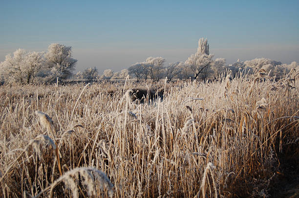 冬の川の風景 - untere havel ストックフォトと画像