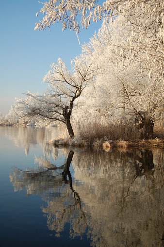 havel river in brandenburg, Germany. in front a willow tree with a reflection on the water, frost and snow, blue sky, landscape