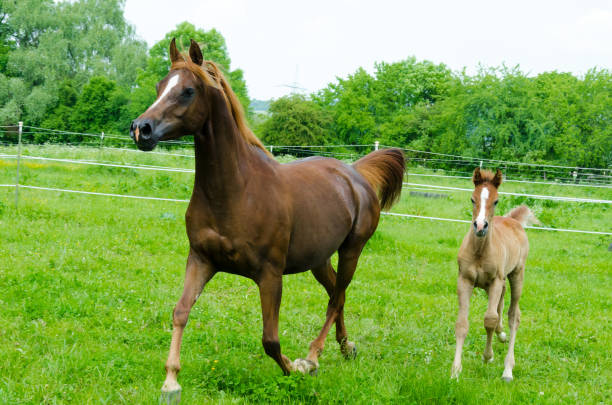 istock arabian horses - mare with foal galloping at the pasture 1211136590
