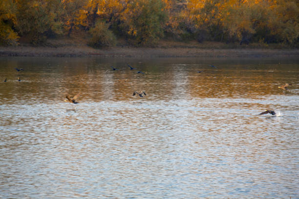 Canada Geese.