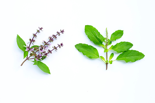 Sweet basil leaves and holy basil leaves with flower on white background. Copy space
