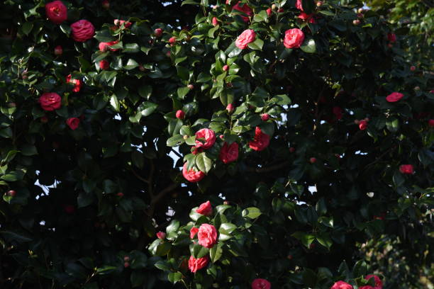 istock Camellia japonica 1211137595