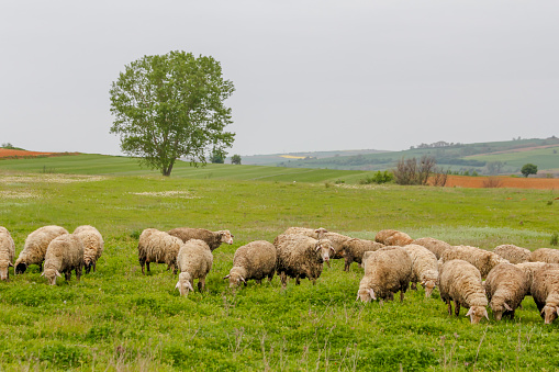 Old shepherd grazing his sheep