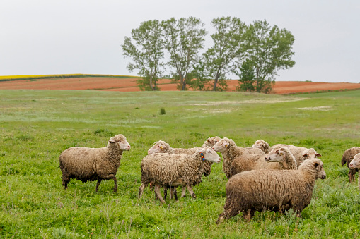 Baby Merino Sheep enjoying the sunshine in a paddock