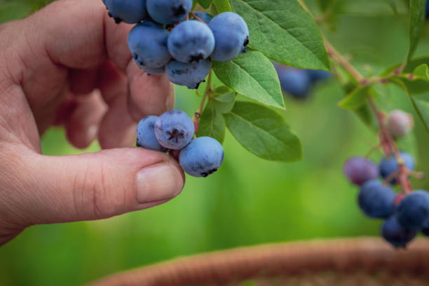 istock Blueberries picking. Female hand gathering blueberries. Harvesting concept. 1211138717