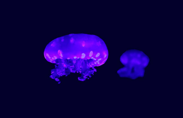 phyllorhiza punctata — вид медуз, также известный как плавающий колокол, австралийская пятнистая медуза, коричневая медуза или бело пятнистая медуз� - white spotted jellyfish фотографии стоковые фото и изображения