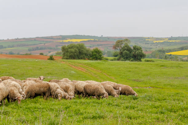 istock Old shepherd grazing his sheep in Turkey 1211139222