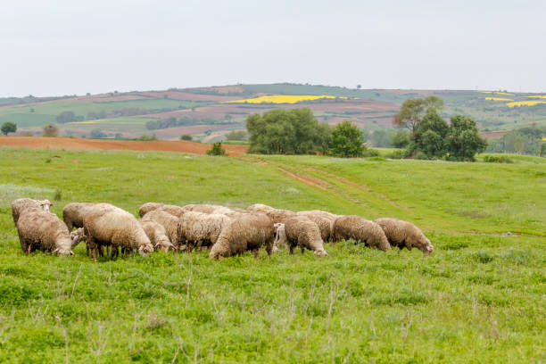 istock Old shepherd grazing his sheep in Turkey 1211139967
