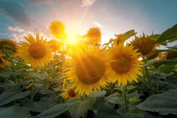 istock Sunflowers field under beautiful summer sunset sky in sun light rays. 1211140173