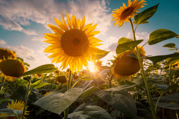 istock Sunflowers field under beautiful summer sunset sky in sun light rays. 1211140208