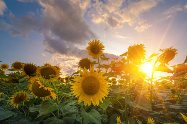 istock Sunflowers field under beautiful summer sunset sky in sun light rays. 1211140210