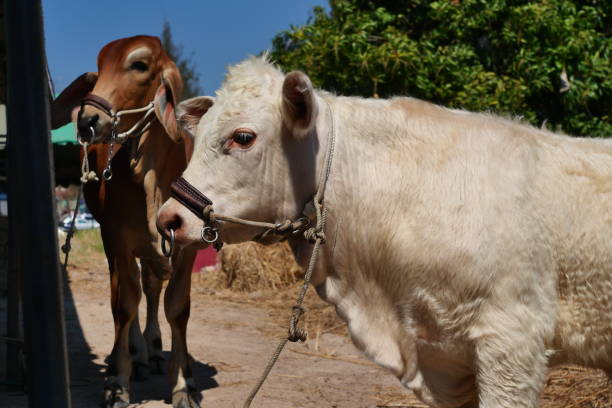 Charolais and Indu-Brasil cattle in farm, Twp cows with green plant and blue sky in background, Pass a rope through the nose of Ungulate animals, Thailand