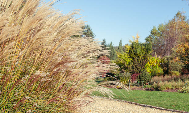 istock Miscanthus sinensis 