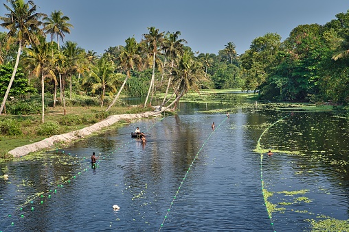 Alappuzha, India - December 28, 2019: Fishing nets on backwaters of Kerala and some local fishermen catching fish in water, surrounded by beautiful palm trees and forest, in the middle of a sunny day, in Alappuzha, India.