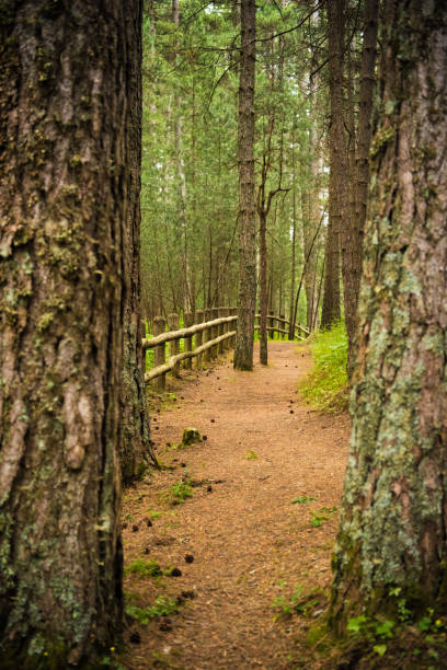 Hiking Trail Through Pine Forest in Sila Piccola