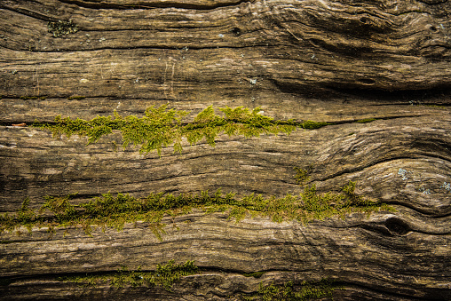 Weathered Wooden Tree Log with Moss