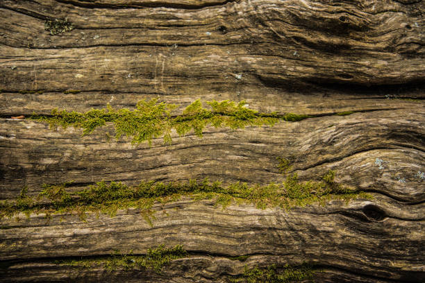 Weathered Wooden Tree Log with Moss stock photo