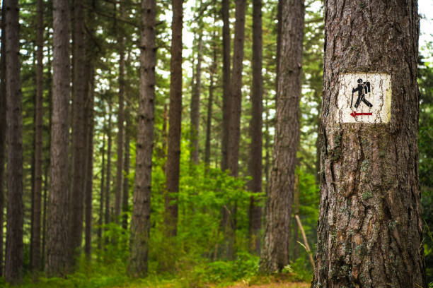 Hiker Trail Sign on the Tree stock photo