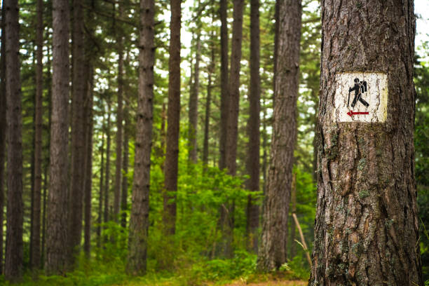 hiker trail sign on the tree - directional sign wood sign footpath imagens e fotografias de stock