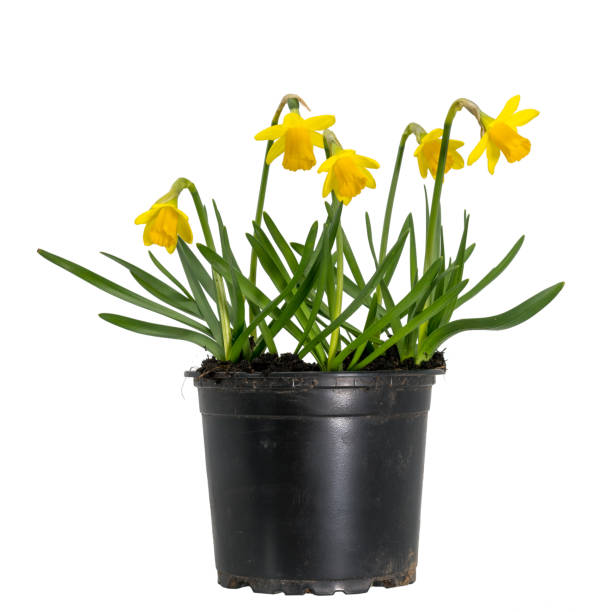 istock small blooming yellow daffodils in a plant pot 1211141482