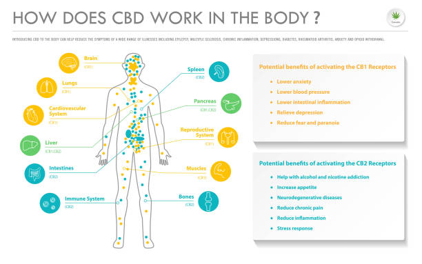 How Does CBD Work In the Body horizontal business infographic How Does CBD Work In the Body horizontal business infographic illustration about cannabis as herbal alternative medicine and chemical therapy, healthcare and medical science vector. cannabinoid stock illustrations