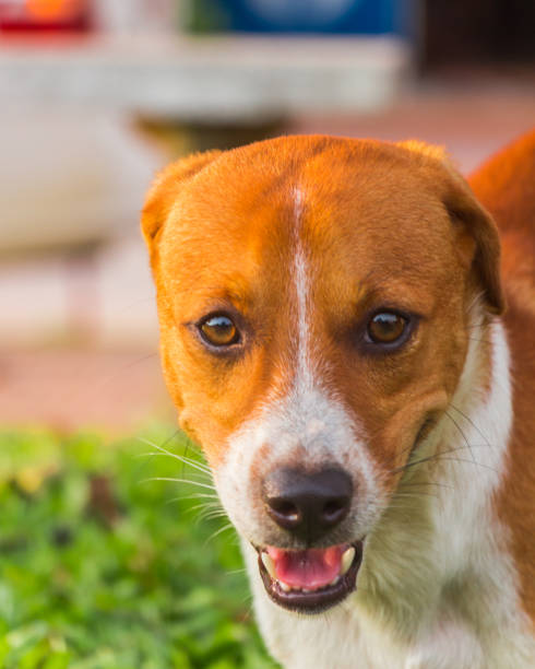 istock A brown, white dog in the park 1211142584