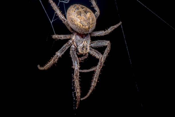 istock Spider on black background ( Nuctenea umbratica ),  the walnut orb - weaver spider - macro, closeup 1211143191