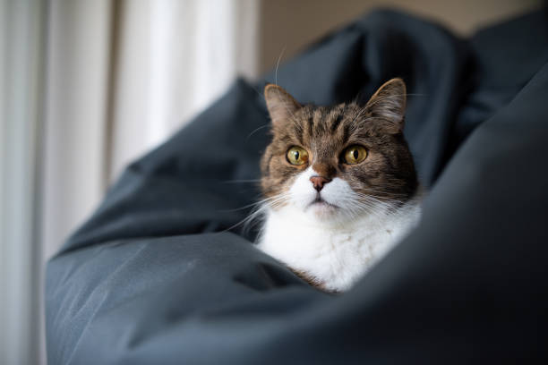 istock british shorthair cat 1211144369