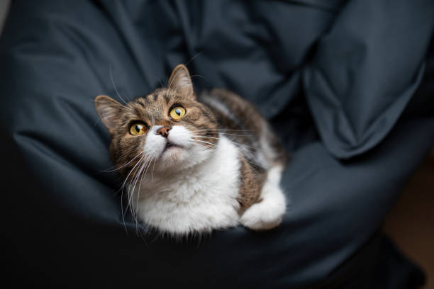 istock british shorthair cat 1211144397