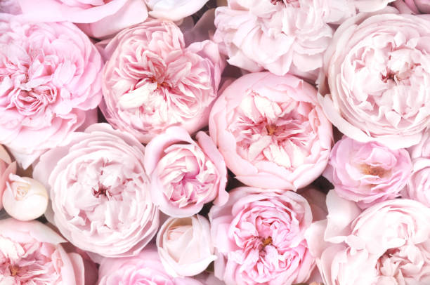 istock Delicate blossoming roses and blooming flowers festive background 1211145061