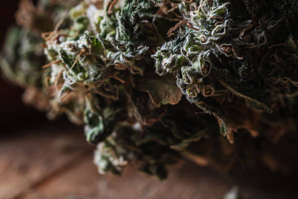 istock boom bud marijuana close up. trichomes are visible. Horizontal 1211145518
