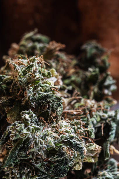 istock boom bud marijuana close up. trichomes are visible. Vertical orientation 1211146445