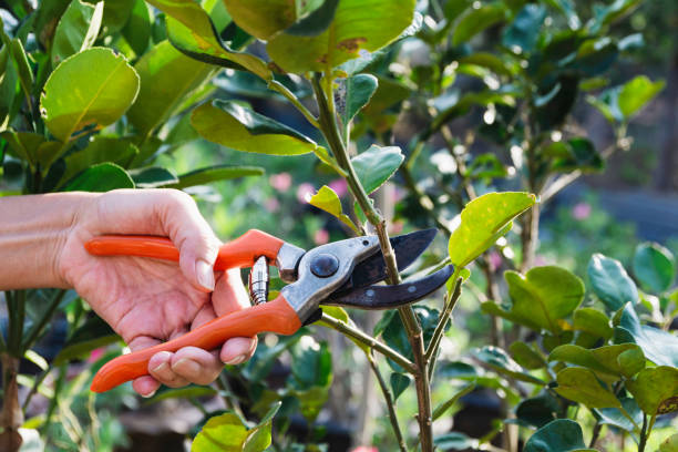 Gardener pruning trees with pruning shears on nature background. stock photo