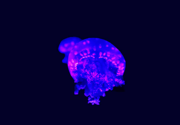 phyllorhiza punctata — вид медуз, также известный как плавающий колокол, австралийская пятнистая медуза, коричневая медуза или бело пятнистая медуз� - white spotted jellyfish фотографии стоковые фото и изображения