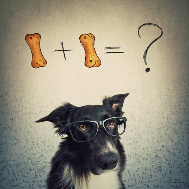 озадаченная собака в очках, пытаалась вычислить формулу печенья 1'1. забавный пограничный колли подсчитывает вопросы, решая сложные пищевые - решая стоковые фото и изображения